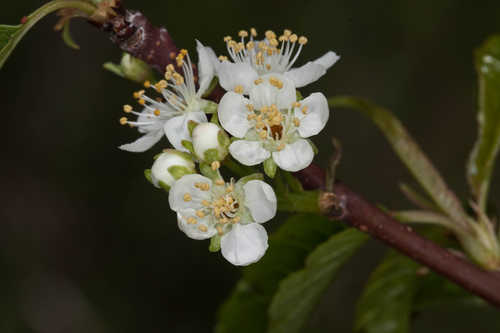 Prunus pensylvanica #3